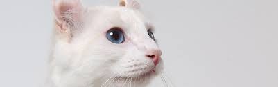 The oriental is a svelte cat with long, tapering lines, very lithe but muscular. Meet The White Cat Breeds Petfinder