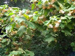 Image result for Dombeya burgessiae