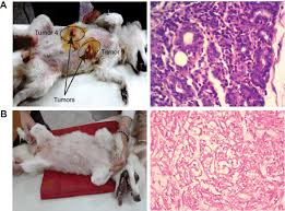 The stomach is a muscular organ of the gastrointestinal tract that holds food and begins the digestive process by secreting gastric juice. Photographs For Case 2 Canine Tumor 4 Left Caudothoracic And Tumor Download Scientific Diagram