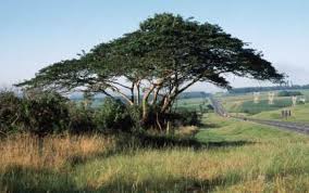 Image result for Albizia adianthifolia