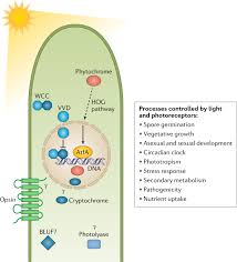 Über charlotte roche, das ende der geschichte. Light Sensing And Responses In Fungi Nature Reviews Microbiology