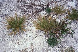Image result for Eragrostis rogersii