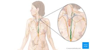 Simple anatomy neck glands anatomy of throat and neck glands. Thoracic And Mediastinal Lymph Nodes And Lymphatics Kenhub