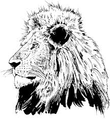 Or to drive through a safari park by car? Lion Head Coloring Lion Novocom Top