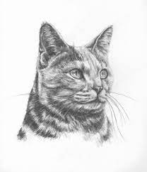 Easy drawing tutorials for beginners, learn how to draw animals, cartoons, people and comics. Photo To Portrait Beautiful Cat Portraits In Pencil Clarkpaintings