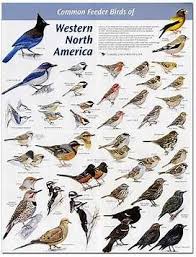 Backyard Birds Of North America Poster Image Result For Bird Identification Chart Washington State Identifying Birds Backyard Birds Wild Birds
