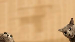 Desktop Funny Wallpaper Hd 1920x1080 Cat Wallpaper Cute Cats Cute Cat Wallpaper