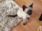 Siamese Kittens For Sale by Reputable Breeders | Pets4You