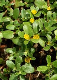 Image result for Portulaca centrali-africana