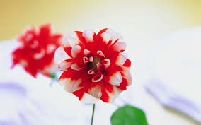 Flowers hd wallpapers in high quality hd and widescreen resolutions from page 2. Free Download Rate Select Rating Give Red And White Flower 1 5 Give Red 1440x900 For Your Desktop Mobile Tablet Explore 45 White And Pink Flowers Wallpaper Pink And