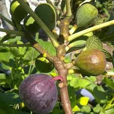 Oh ya, pokok tin adalah dari spesies pokok ara. 10 Jenis Buah Tin Varietas Unggulan Dari Berbagai Negara