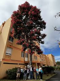 Image result for Triplaris americana