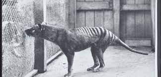 Descarga y usa 90+ fotos de archivo de demonio de tasmania gratis. Ocho Avistamientos Del Tigre De Tasmania Extinto Hace 80