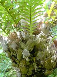 Image result for Drynaria volkensii