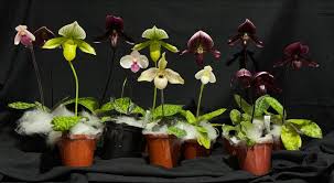 Image result for Angraecopsis amaniensis