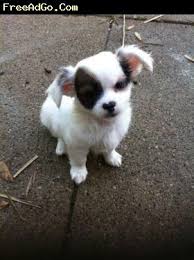 Long Haired Chihuahua Puppies Cincinnati Ckc Long Hair Male Chihuahua S Dogs Puppies Dogs Cute Puppies Cutest Puppy Ever