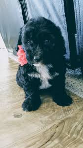 Visit us now to find your dog. Pin On Puppies For Sale