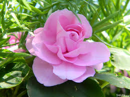 Rose belongs to the genus rosa from rosaceae family and it has more than hundreds of original species from which thousands of cultivars and hybrids were made. 35 Beautiful Flowers That Ll Blossom Up Your Day Most Gorgeous Blooms