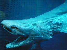 In 1997, a species of the common bacteria pseudomonas was discovered from 11,000 meters deep. 8 Strange Creatures In The Mariana Trench Outlook Traveller