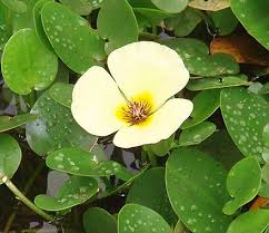 Image result for Limnocharitaceae