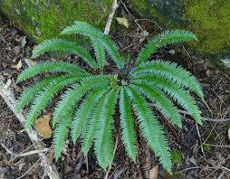 Image result for Polystichum sinense