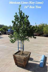 They add great flavor to fish or meat dishes. Key Lime Tree Mexican Lime Shiraz Lime Tree For Sale Key Lime Tree Mexican Lime Lime Tree