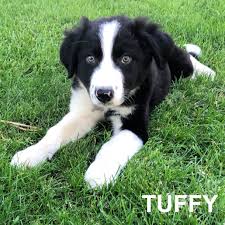 To learn more about each adoptable border collie, click on the i icon for fast facts, or their photo or name for they may not be border collie puppies, but these cuties are available for adoption in los angeles, california. Adopted Mama Wren S Puppies Northern California Border Collie Rescue Adoptions