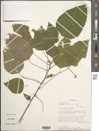 Image result for Acalypha racemosa