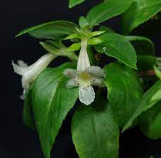 They are more cold tolerant than episcias (from peru to costa rica, and brazil) but generally go dormant during winter. Alsobia Punctata Usbrg 1997 103 Gesneriad Reference Web