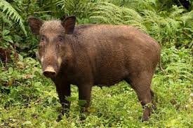 Download now 1 ekor babi vs 3 ekor anjing. 73 Gambar Babi Hutan Jawa Terbaik Gambar Pixabay