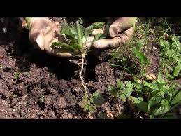 Check spelling or type a new query. How To Get Rid Of Garden Weeds Naturally The Old Farmer S Almanac