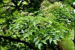 Image result for Dalbergia boehmii