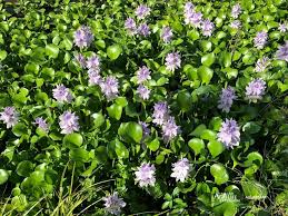 Image result for Pontederia crassipes