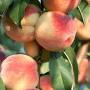 Peaches fruit from www.freshforwardfarms.com