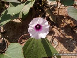 Image result for Ipomoea fanshawei
