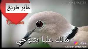 جديدالفنان محمد عثمان ودشعيت جديد 2021. ÙŠØ§Ø¬Ø§Ù‡Ù„Ø© Ù…Ø§Ù„Ùƒ Ø¹Ù„ÙŠØ§ Mp3