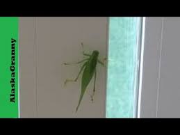 Arizona cricket us (cl) has 847 members. Huge Katydid In My House Arizona Youtube