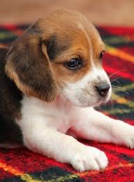 Sadie Beagle Puppy 573183 Puppyspot 2020 Cok Sirin Hayvanlar Sevimli Kopek Yavrulari Kopek Egitimi