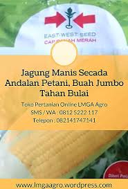 Jagung Manis Secada Andalan Petani Buah Jumbo Tahan Bulai 08125222117 Sms Wa Toko Pertanian Online Lmga Agro Jual Benih Jagung Manis Sec Mani Jumbo Playbill
