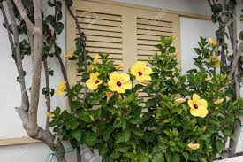 Fed yearly with miracle gro. Yellow Hibiscus Flower On Green Bush In The Garden Stock Photo Picture And Royalty Free Image Image 113470966
