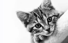 At the top of the list is stella & chewy's. Homemade Kitten Food Health Home Happiness