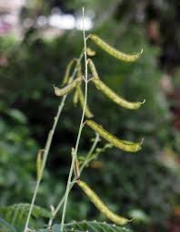 Image result for Tephrosia montana