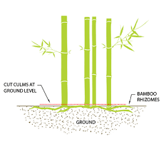 When digging up bamboo it might help to have a sifter, so you can sift through the soil to locate stray rhizomes. Bamboo Botanicals Bamboo Removal And Eradication