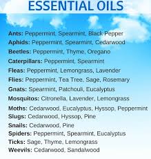 Oils have been used as pesticides for centuries and are some of the most effective, safe alternatives to synthetic insecticides and fungicides. Mastering Minds Pest Control With Essential Oils