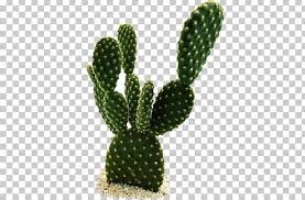 I love how the author has listed the many different cacti' that are available and how. Golden Barrel Cactus Png Free Golden Barrel Cactus Png Transparent Images 109343 Pngio