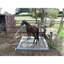 Horse Wash Bay Horse Washing Horses Horse Paddock