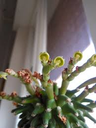 Image result for Monadenium pseudoracemosum