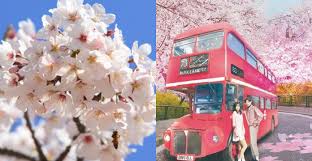 Untuk musim bunga kali ini korea ada menyiarkan sebuah drama bersiri yang bertajuk 'spring turns to spring'. 7 Festival Musim Semi Paling Seru Dan Wajib Dikunjungi Di Korea Selatan Inikpop