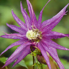 Within that range, from alaska to chile and mexico to the bahamas and bermuda, hummingbirds can be found in a remarkable diversity of habitats, including: Sparky Purple Clematis Garden Crossings