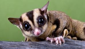 Jenis Dan Harga Sugar Glider Tercantik Ini Paling Diminati Oleh Pencinta Hewan Peliharaan Kuya Hejo